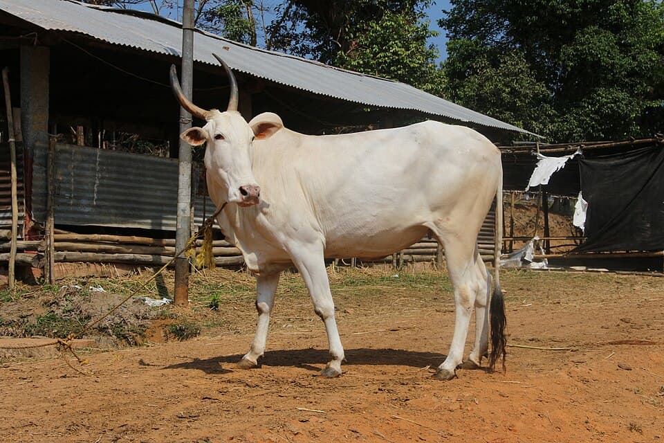 Khillari Bullock Pair - Field Ready thumbnail 2