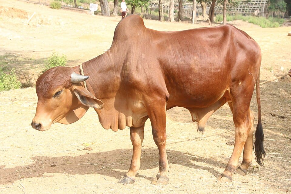 Gir Bull - 2 Years, Breeding Quality thumbnail 2