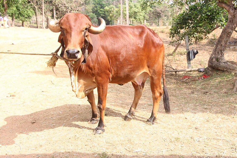 Cow listing