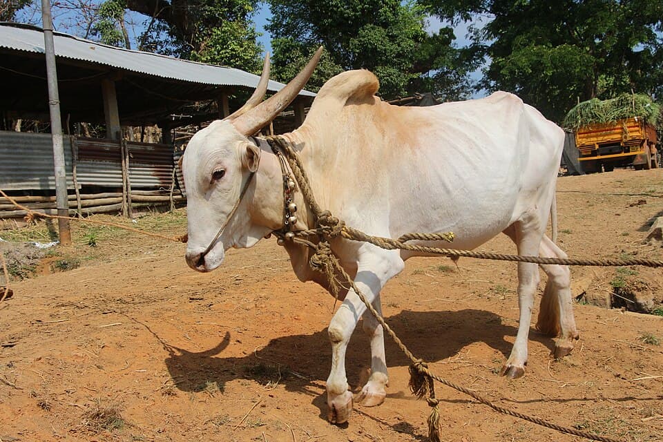 Ox listing